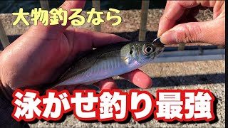 やっぱりアジの泳がせ釣りは最強だった‥仕掛け紹介します [upl. by Svend]