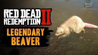 Red Dead Redemption 2 Legendary Animal  Legendary Beaver [upl. by Notirb]