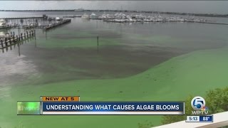 Understanding what causes algae blooms [upl. by Wittie]