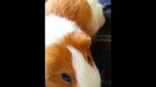 Guinea Pig Farts [upl. by Lauralee281]