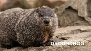 Creature Feature Groundhog [upl. by Pacificia670]