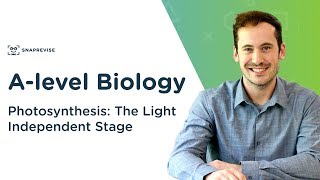 Photosynthesis The Light Independent Stage  Alevel Biology  OCR AQA Edexcel [upl. by Kcirdek512]