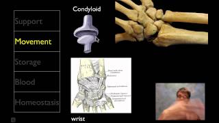 The Skeletal System [upl. by Grimaud]