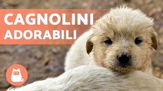 CAGNOLINI Adorabili e Divertenti 🐶 Video di Cuccioli Tenerissimi [upl. by Duvall]