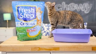 Fresh Step Cat Litter  Chewy [upl. by Flanders228]