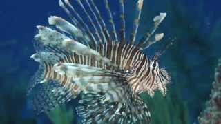 Science in Action Invasive Lionfish  California Academy of Sciences [upl. by Nosnarb311]