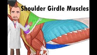 Shoulder Girdle Muscles of the dog [upl. by Schmitz]