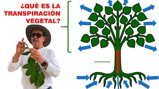 ¿QUÉ ES LA TRANSPIRACIÓN VEGETAL [upl. by Airetak]