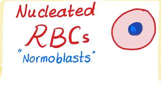 Nucleated RBCs Normoblasts [upl. by Mercedes525]