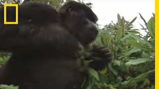 How to Survive a Gorilla Charge  National Geographic [upl. by Ontine]