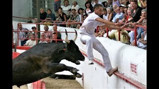 Toro bravo Camargués Montfrin Francia En este deporte nunca se mata ni daña al toro [upl. by Yelyab]