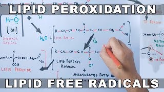 Mechanism of Lipid Peroxidation [upl. by Ametaf624]