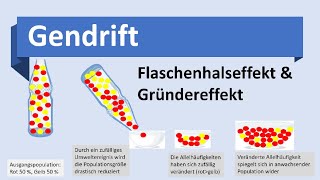 Gendrift Flaschenhalseffekt Gründereffekt Evolutionsmechanismen Biologie Evolution Oberstufe [upl. by Xuagram]