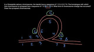 Synapsis of Homologous Chromosomes Explained [upl. by Eissalc733]