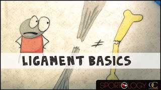 Ligament Basics  Science Explained [upl. by Irme813]