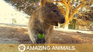 Adorable Quokka Smiling and Jumping At Camera [upl. by Annie]