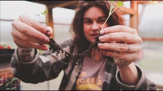 How to Separate Seedlings amp Plant Starts  Gardening Tips  Roots and Refuge Farm [upl. by Richmound181]