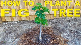 How To Plant A Fig Tree In Ground  Complete Guide [upl. by Evars]