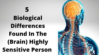 5 Brain Differences Found In The Highly Sensitive Person HSP highlysensitivepeople HSP [upl. by Ilarin]