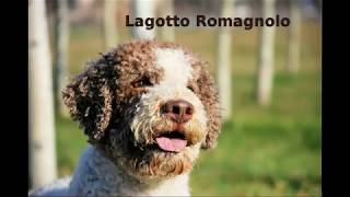 Lagotto Romagnolo  appearance health barking [upl. by Baumbaugh]