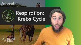 Respiration Krebs Cycle  A Level Biology Revision [upl. by Kathie]