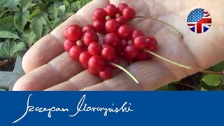 Schisandra chinenesis Schizandra Berry  characteristics and cultivation of Magnolia Vine [upl. by Asiram]