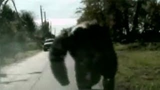 Crazy Chimp Atttack Caught On Tape [upl. by Ciredor]