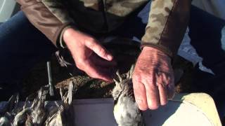 How to Field Dress Quail skin amp clean  3 Techniques [upl. by Woodruff685]