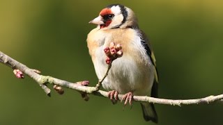 chants et cris du chardonneret élégant  HD carduelis carduelis   calls amp songs of goldfinch [upl. by Willi]