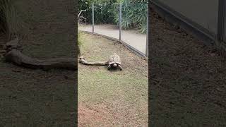 Tortoise at Werribee Zoo 🐢 [upl. by Ogu]