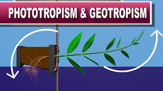 Phototropism and Geotropism [upl. by Hashimoto980]