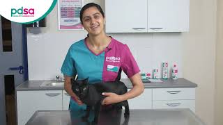 How To Apply A Spot On Flea Treatment For Your Cat PDSA Petwise Pet Health Hub [upl. by Shult]