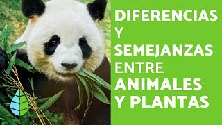 SEMEJANZAS y DIFERENCIAS entre PLANTAS y ANIMALES [upl. by Averell]