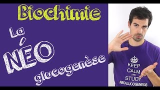 Cours de biochimie La néoglucogenèse [upl. by Sabra]