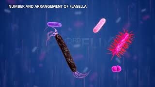 Prokaryotic Cell Flagella amp Fimbriae [upl. by Yraeht]