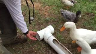 DIY  Build A Better Backyard Duck Feeder [upl. by Dixil285]