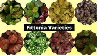 20 Most Beautiful Fittonia Varieties 2021  Nerve plant varieties [upl. by Collimore]