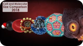 Cell and molecular Size Comparison [upl. by Lati]