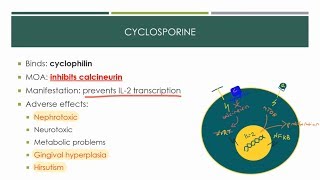 Immunosuppressants 2019 [upl. by Iyre641]