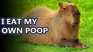 Capybara facts the largest living rodents  Animal Fact Files [upl. by Nylrak]