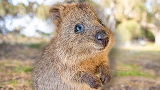 Baby Quokkas are the Cutest Animals in the World PART 1 😍 Best Compilation [upl. by Laeahcim737]