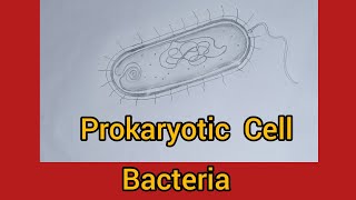 How to draw prokaryotic cell  bacteria [upl. by Ayekal]