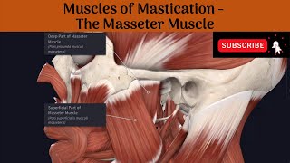 Muscles of Mastication  Masseter Muscle  Origin  Insertion  Nerve Supply  Action  AA [upl. by Mali]