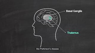 The Nervous System Diencephalon  Thalamus amp Hypothalamus [upl. by Ahseila]