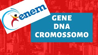 GENE vs DNA vs CROMOSSOMO  Biologia para o ENEM [upl. by Merrie]