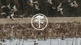 Duck Hunting Duck Food Plots and Preparation [upl. by Yeargain113]