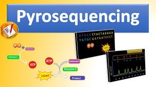 Pyrosequencing  The Basic Principle and Steps Involved Explained [upl. by Naed]