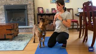 Strengthening Exercises for Dogs [upl. by Ditter]