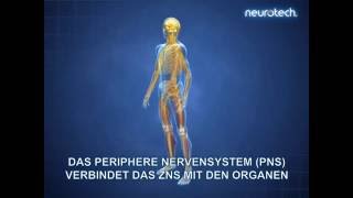 Grundlagen 1 Das Nervensystem ZNS PNS neurotech [upl. by Ahsaetan]