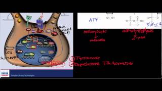 Melanocyte Physiology amp Biosignaling [upl. by Ardnael]